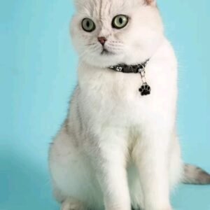 عقد حيوانات