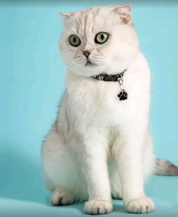 عقد حيوانات